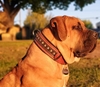 Picture of Bestia Balteus Dog Collar Brown